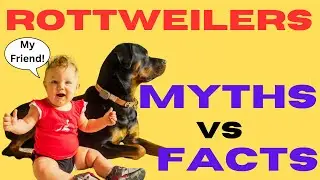 Rottweilers:  Unveiling the Myths