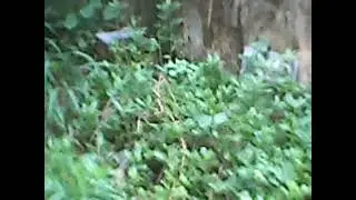 Backrooms Level 62, Jungle Backyard *FOUND FOOTAGE!* (2004)