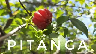 SURINAM CHERRY: TROPICAL FRUIT IN CONTAINER INFORMATION
