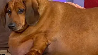 Is your dog obese?