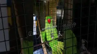 කතා😮කරන අපූරු ගිරවා 🦜kiya denna adare tharam para dige #shorts #sinhala #trending #parrot