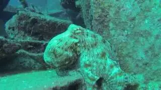 OCTOPUS on the Wreck of the Mercedes. Diving with Sea Experience