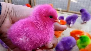 Cute Chicken Videos Untuk Anak & Keluarga | Learning Colors with Funny Chickens for Kids