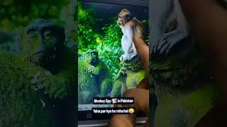 Monkey Spy 🐒 in Pakistan..😜🤣