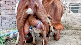 drinking animal funny videos || daily cute animals routine || Nikka Haji