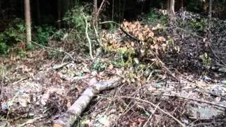 Ecological Backlash 2 mp4.