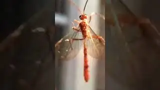 Darwin Wasp.#garden #naturelovers #nature
