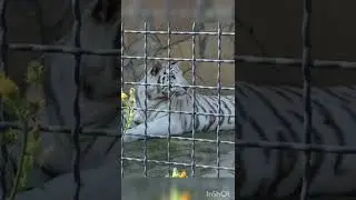ALBINO TIGERS! THE RAREST SHOTS. ТИГРЫ АЛЬБИНОСЫ! РЕДЧАЙШИЕ КАДРЫ. #Shorts