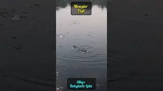 18kg + Monster fish at Beleghata Lake || Fishing || fishing videos || Shorts || Shorts video