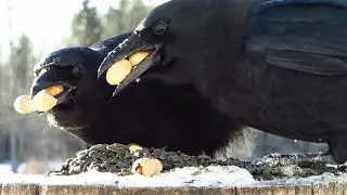 Crows finish off the peanuts on a breezy December morning