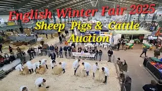 English Winter Fair 2025 Pedigree Sheep Pigs &  Cattle Auction!