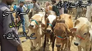 Muharrum Mein Kattu Maal Ke Rates Kitne ? | Malir Cow Mandi 2021