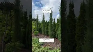 Taylor Juniper & Emerald Green Arborvitae | Fast Growing Trees #privacyhedge