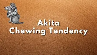 Akita   Chewing Tendency