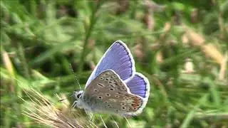 Common Blue Butterfly (Polyommatus icarus)