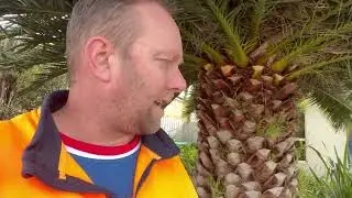Phoenix Palm Tree Removal Quote in Mornington