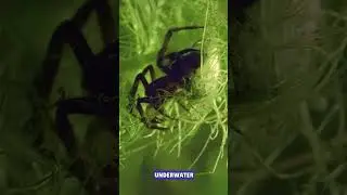 🕷🌊 The only spider that lives underwater &mdash; using air bubbles as its own oxygen tank! #Nature