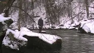 Погружение с дельфинами в Discovery