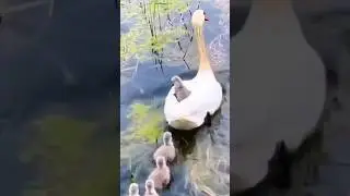Anak angsa yang cerdas