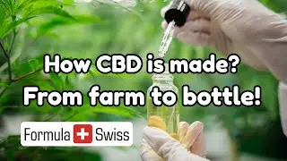 How CBD is made from hemp? | Step-by-step extraction explained!