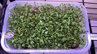 &ldquo;Revolutionizing Luxury Dining in Shimla: Fresh Microgreens for Premium Hotels & Resorts!&rdquo;