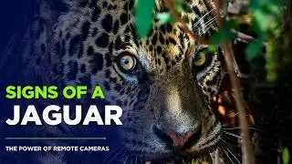 Signs of a Jaguar | Tracking Apex Predators in the Amazon Rainforest