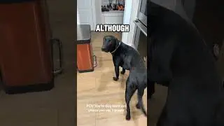 This Dog Won&rsquo;t Eat Until He Prays First! #shorts #dogs #animals