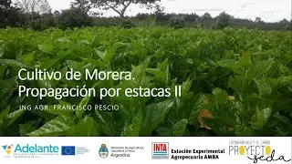 Cultivo de Morera. Propagacion de Estacas II.  Proyecto Seda