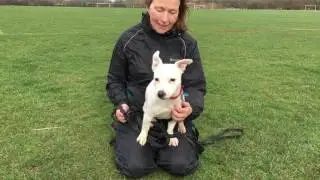 Adopt Usher | Dogs | The Mayhew