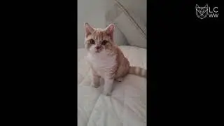 LCWW Virtual Show June-July 2021 - Curly Cat Congress