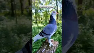 merpati blontang jembros
