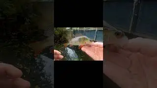 How to catch a perch in under 20 seconds! #lurefishinguk #hookandtackle #anglingdirect#fishing