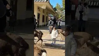 奈良公園で見た子どもと鹿の優しい世界#narapark
