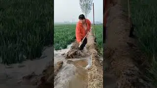 Wheat field irrigation process