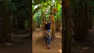 bountiful harvest #Aivideo