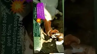 New entry full blood Boer kids.  Mane full blood Boer goat farm, maharashtra,Sangli, +918329366830