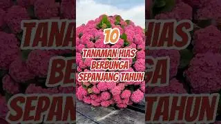 10 Tanaman Hias yang Berbunga Sepanjang Tahun