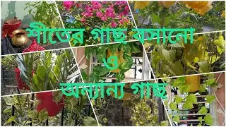 আমার শীতের গাছ বসানো ও অন্যান্য গাছ @sancharibhattcharya4890