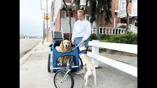 This fur momma pushes her 80 pound golden retriever Jersey in a dog stroller with my rescue terrier