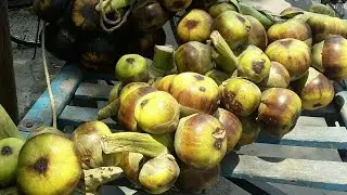 Kolkata street food | kolkata jelly Diamond  fruits (Palmyra Palm)