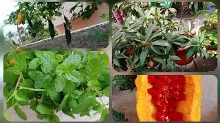 @kalpana's garden -today I have harvested fresh mint leaves and sapota from the farm....