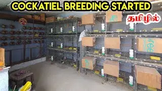 My Cockatiel Birds Breeding Started After 2months Rest & Breeding Tips | தமிழில் Fancy Birds Chennai