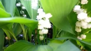 Lilly of the Valley in full bloom 5 12 13