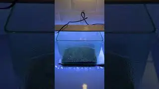 TEMU AquaScape SEEDS&hellip;do they work? #temu#aquascape#aquarium#freshwater#experiment#viral#plantedtank