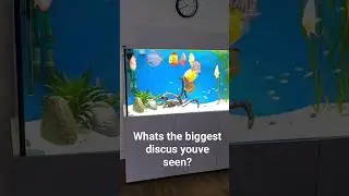 Whats your biggest discus you've seen? #discus #fish
