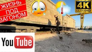 In that video, what do animals dream about?