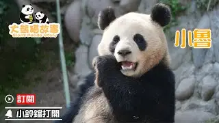 《大熊貓故事》第40期 大熊貓“小魯”的故事 | iPanda熊貓頻道