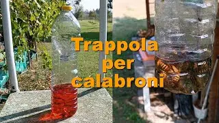 SolutionCenter Trappola calabroni