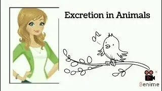 #excretion #Excretion in Animals #excretory products #removal of waste material # sistrology#Science