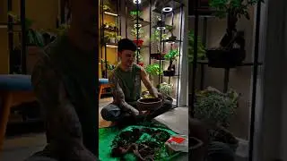 tiger bark ficus repot and chatting
